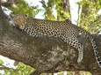 Morning 07 Hour Private Safari at Yala National Park by Yala La Safari Tours