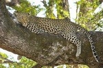 Morning 07 Hour Private Safari at Yala National Park by Yala La Safari Tours