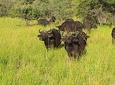 5 Days 4 Nights Safari - Chobe National Park, Makgadikgadi & Okavango Delta