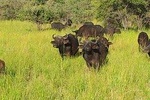 5 Days 4 Nights Safari - Chobe National Park, Makgadikgadi & Okavango Delta