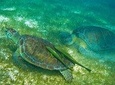 Turtles and Cenote from Cancun
