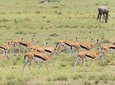Olpejeta, Lake Naivasha, Masai Mara 5 Days Private Kenya Jeep tour