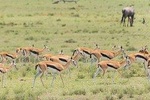 Olpejeta, Lake Naivasha, Masai Mara 5 Days Private Kenya Jeep tour