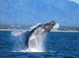 Whale Watching The Best Of Puerto Vallarta