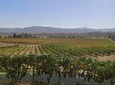 wine tours and driver service through valle de guadalupe, Ensenada B.C. Mexico