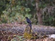 Bird Watching Tour