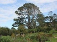 Hobbiton Movie Set Tour & Waitomo Glowworm Cave Experience