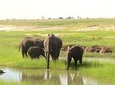 Chobe Day Trip: Boat Safari & Game Drive Incl Lunch