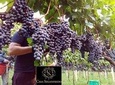 Guided Tour with Wine Tasting at Casa Seganfredo - Gramado