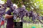 Guided Tour with Wine Tasting at Casa Seganfredo - Gramado