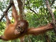 2 Days 1 Night Jungle Trek - Bukit Lawang Tour