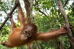 2 Days 1 Night Jungle Trek - Bukit Lawang Tour