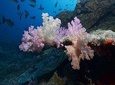 6 Dive Package at Ras Mohamed and Tiran Strait
