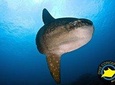 5 Fun Dives in Nusa Lembongan (for certified divers) - Swim with a Mola Mola