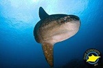 5 Fun Dives in Nusa Lembongan (for certified divers) - Swim with a Mola Mola