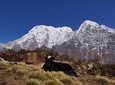Mardi Himal Trek (A short 8 Days Trek from Kathmandu)