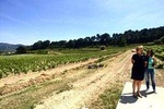 Bandol, Le Castellet and Sanary sur Mer Tour