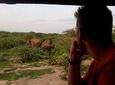 Evening Private Safari at Bundala Park by La Safari Inn Tours 