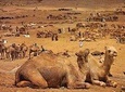 From Agadir: Saturday Weekly Camel Market (6am - 6pm 00)