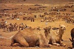 From Agadir: Saturday Weekly Camel Market (6am - 6pm 00)