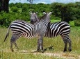 Mikumi Park Safari & Mt. Udzungwa Trekking - 4 Days.