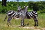 Mikumi Park Safari & Mt. Udzungwa Trekking - 4 Days.