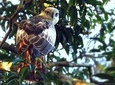 Yala National Park Safari by Udara