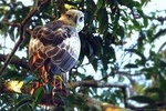 Yala National Park Safari by Udara