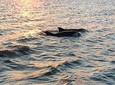 2-Hour Private Hilton Head Dolphin Watching Cruise