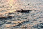 2-Hour Private Hilton Head Dolphin Watching Cruise