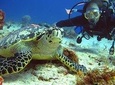 Scuba diving Cancun