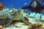 Scuba diving Cancun