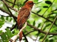 Evening Private Safari at Bundala Park by Yala La Safari Tours