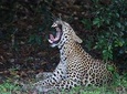 Sri Lanka tours 12-Day wildlife Tour with driver,Car or Van and accommodations