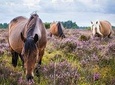 New Forest Day Out Private Tour from Southampton