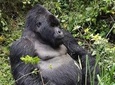 1 Day Gorilla Trekking Bwindi/Mgahinga Gorilla National Park & Lake Bunyonyi 