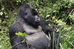 1 Day Gorilla Trekking Bwindi/Mgahinga Gorilla National Park & Lake Bunyonyi 