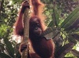 Bukit Lawang Full Day Jungle Trek