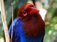 Go Birding with Experts -1 Day guided tour to Sinharaja Rain Forest
