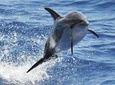 Dolphin and whale Safari in Gran Canaria