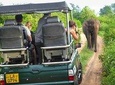 Safari at Udawalawe National Park