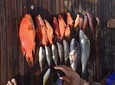 Private Fishing Trip morning – Hurghada