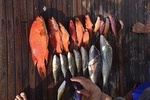Private Fishing Trip morning – Hurghada