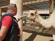 Bahrain Camel tour
