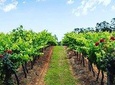 Tintilla Estate: Wine Tasting with a Meat and Cheese Platter