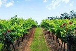 Tintilla Estate: Wine Tasting with a Meat and Cheese Platter