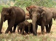 Full Day Shared Safari at Yala National Park by La Safari Inn Tours
