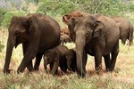 Full Day Shared Safari at Yala National Park by La Safari Inn Tours