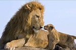 2 Days Safari – Tarangire NP, Ngorongoro Crater