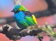 Birdwatching tour to Tijuca National Park with Pica-pau Tours